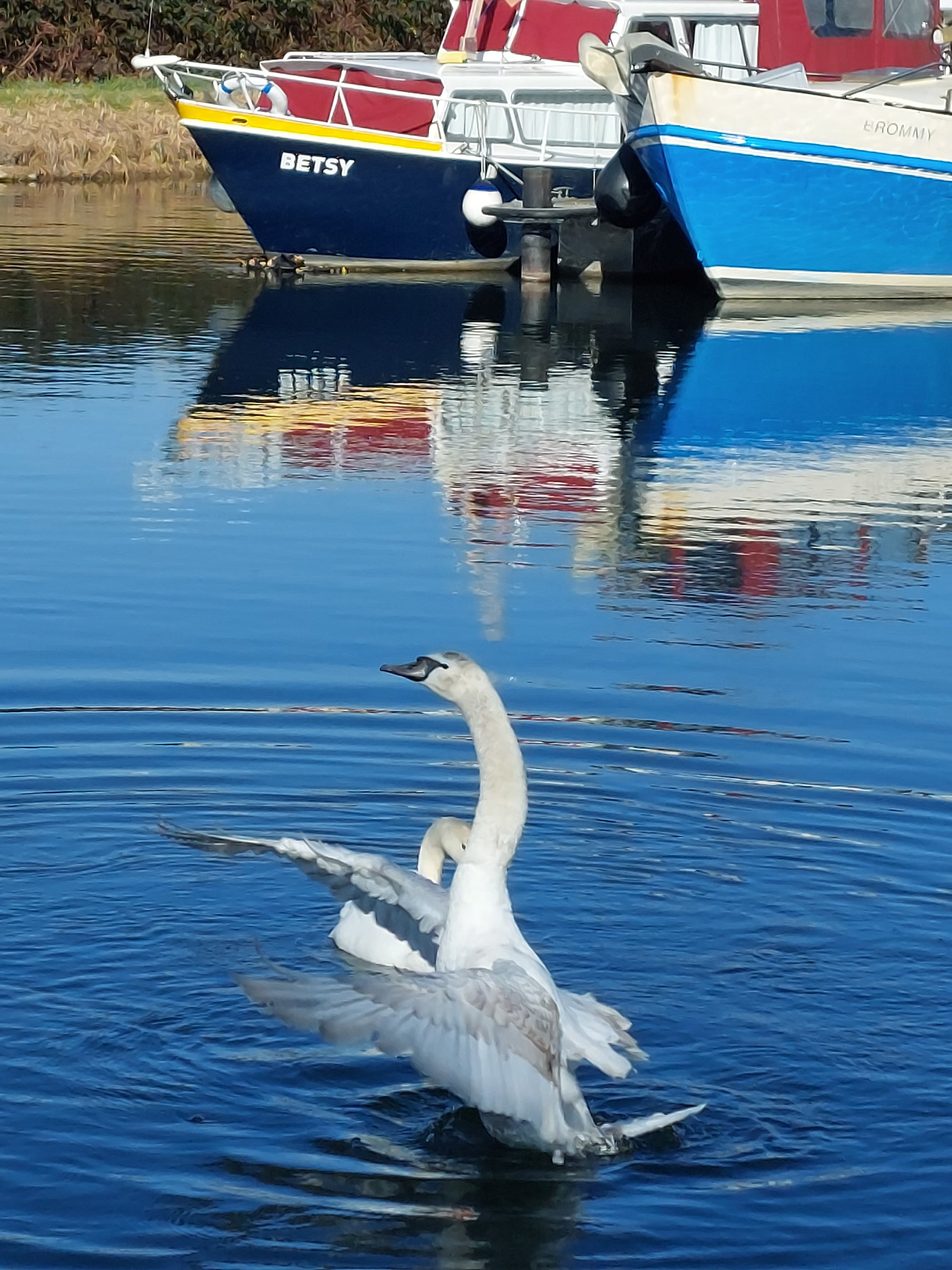 Un cygne déploie ses ailes sur le canal, devant les bateaux amarrés au port de Kembs